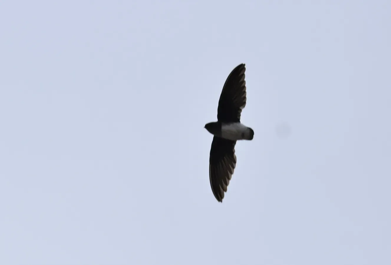 File:Neafrapus boehmi 175621721.jpg