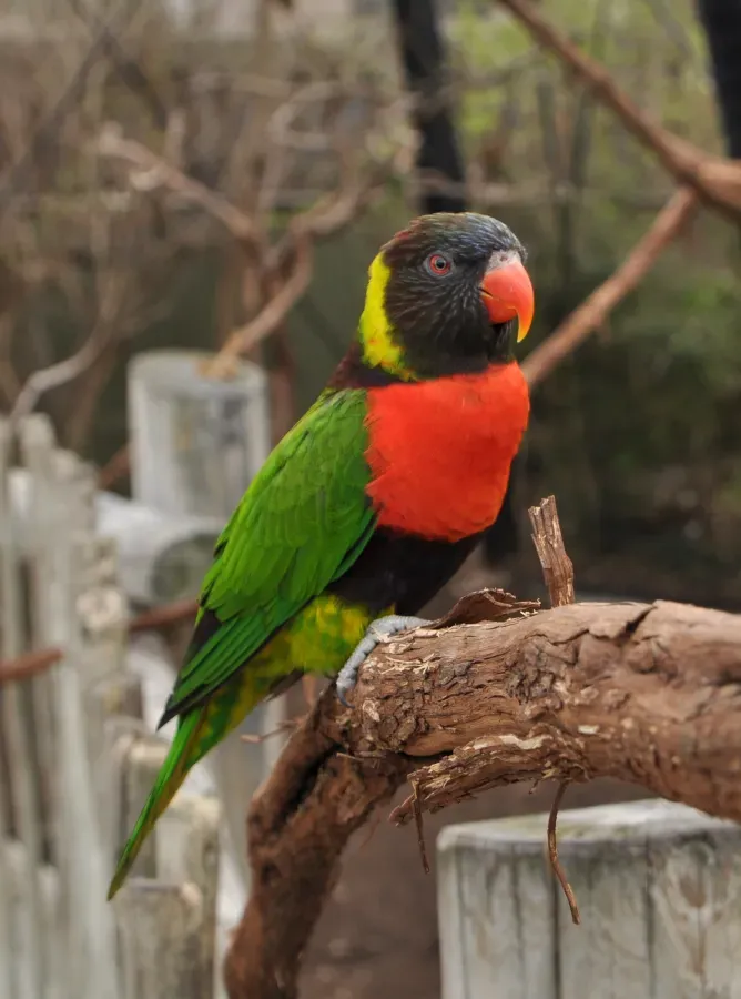 File:CTrichoglossus forsteni -Cincinnati Zoo, Ohio, USA-8a.jpg