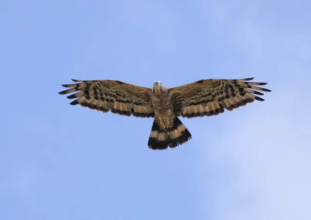 File:Crested honey buzzard (Pernis ptilorhynchus) 11.jpg