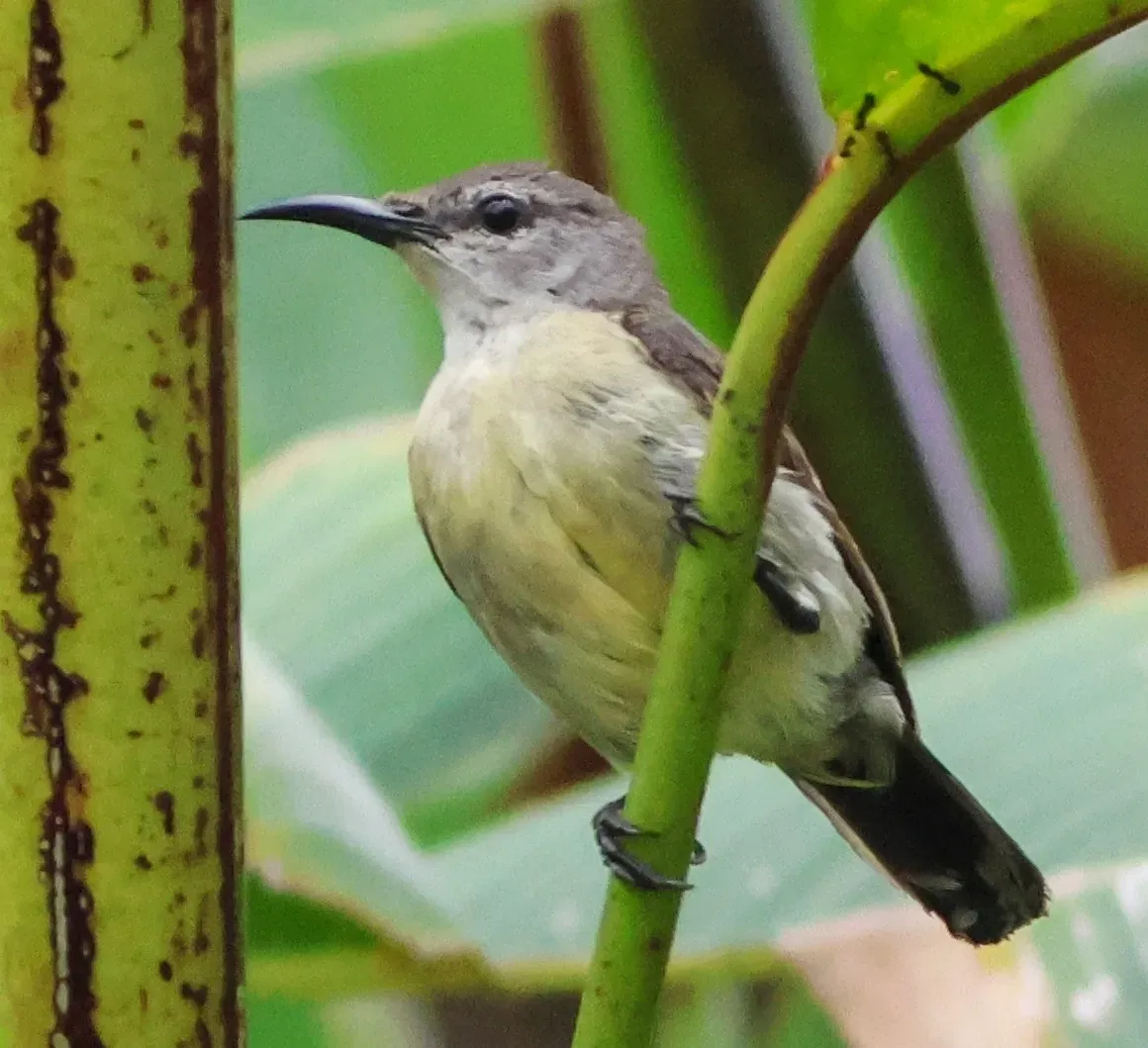 File:LeptocomaaspasiaFemale, crop.jpg