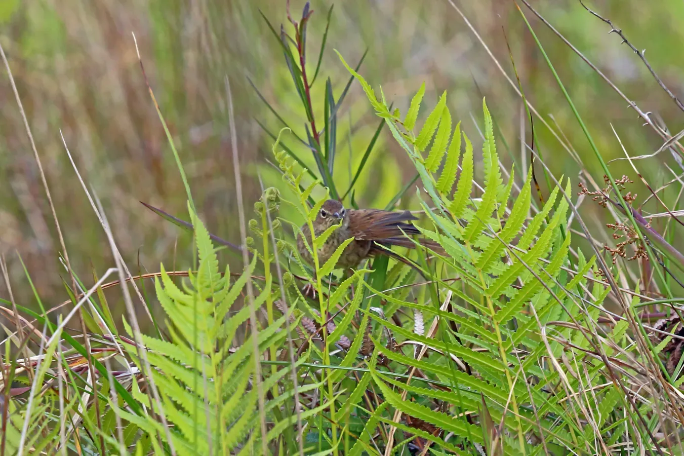 File:Bradypterus seebohmi in Madagascar 3882355.jpg