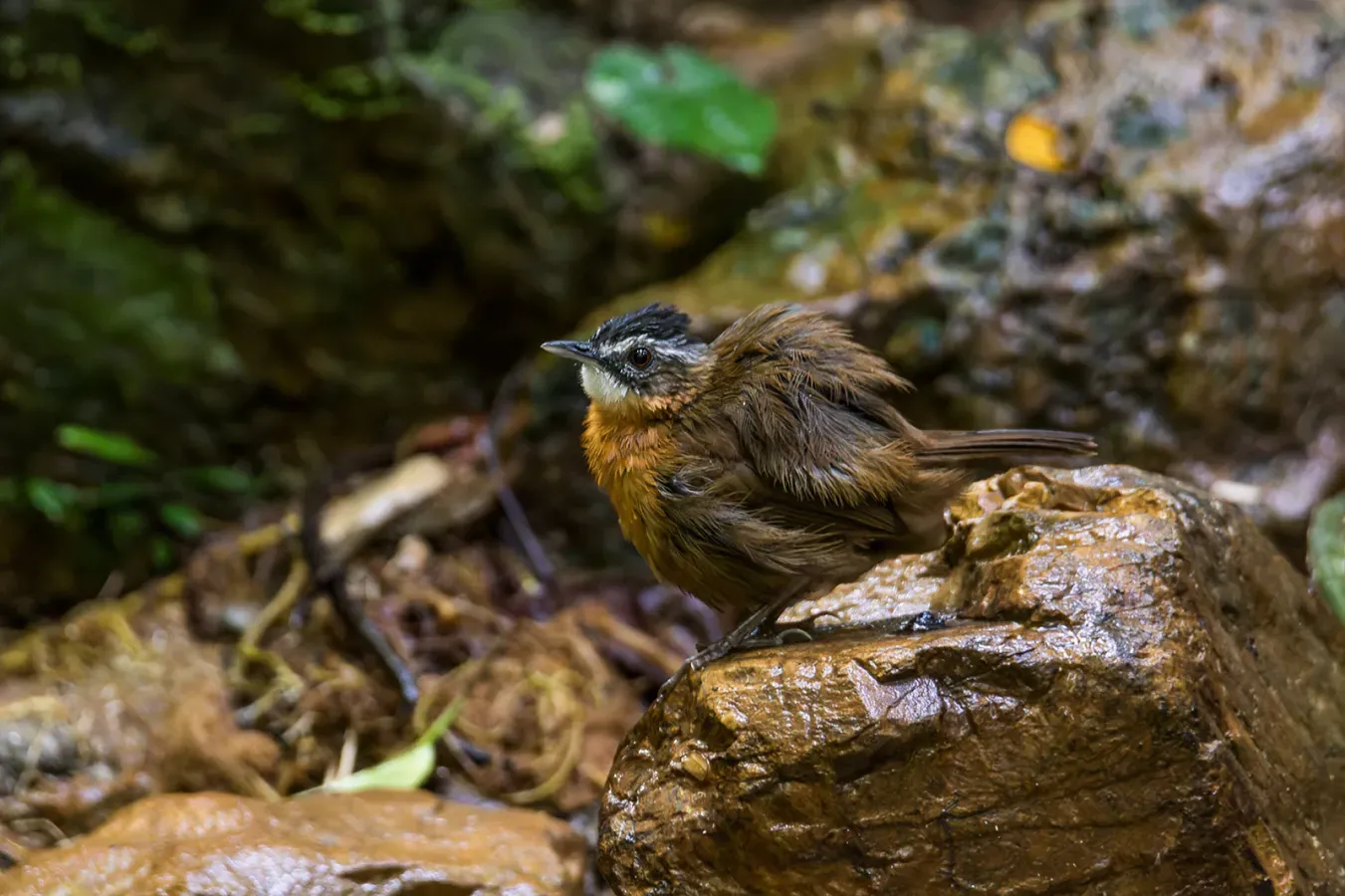 File:Pellorneum nigrocapitatum nigrocapitatum 232080931.jpg