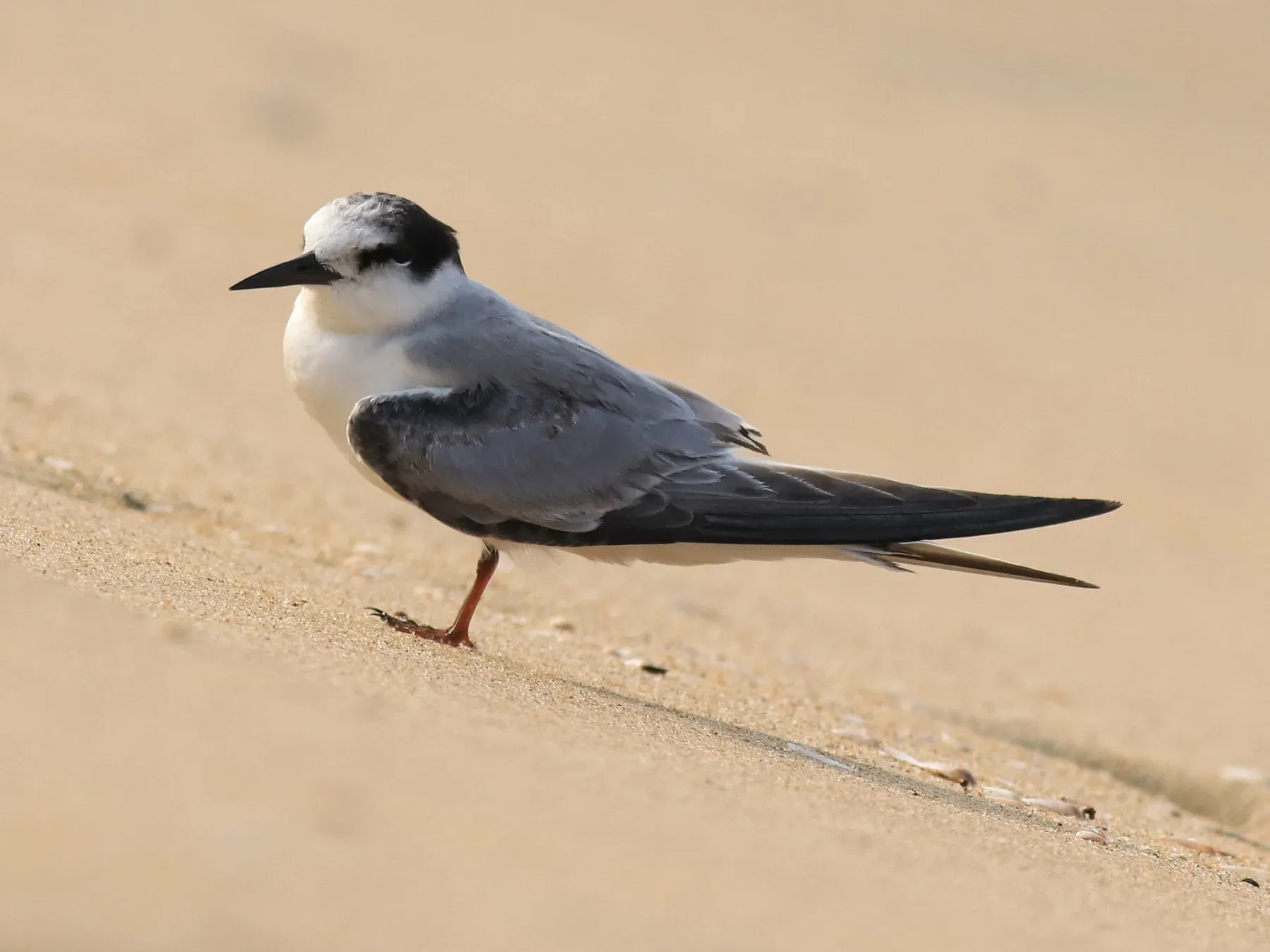 File:Little tern(Sternula albifrons).jpg