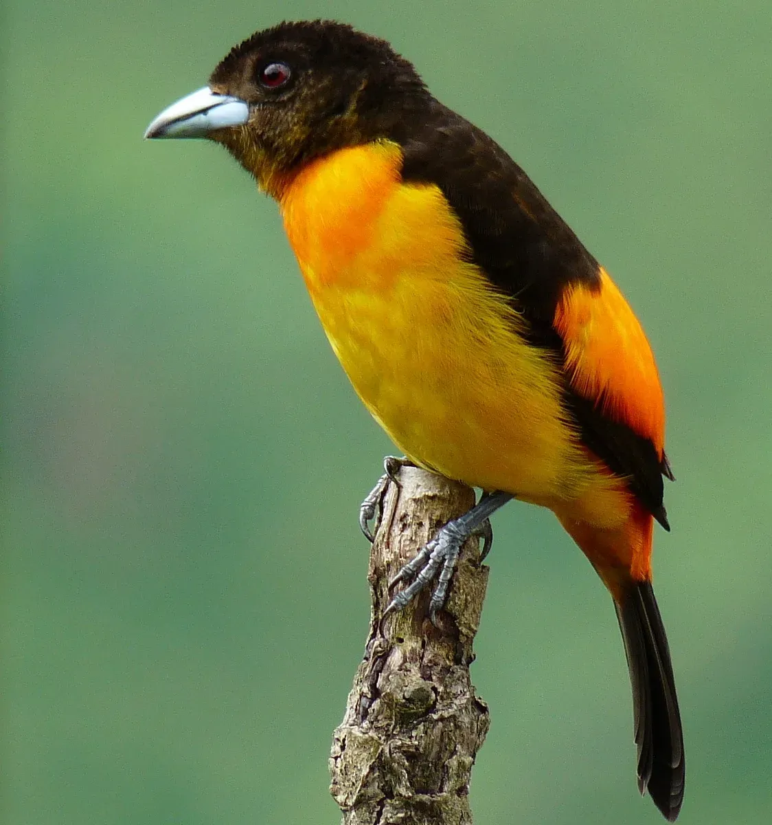 File:Flame-rumped Tanager (Ramphocelus flammigerus).jpg