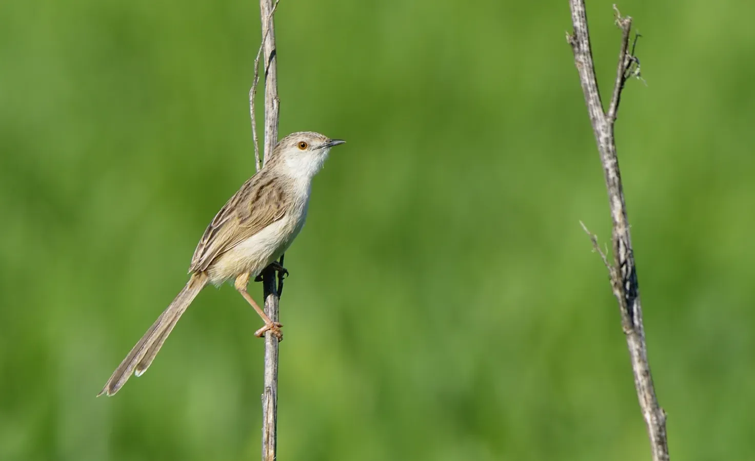 File:Prinia lepida.jpg