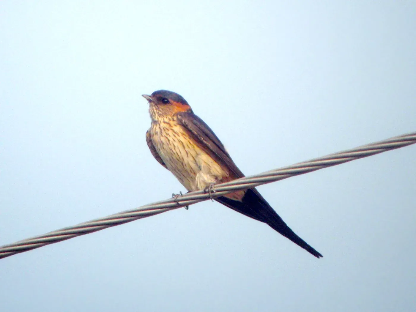 File:Cecropis daurica, Fufeng County, Baoji, Shaanxi, China 1.jpg