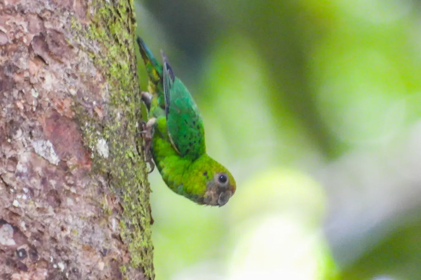 File:Micropsitta keiensis 315676556.jpg