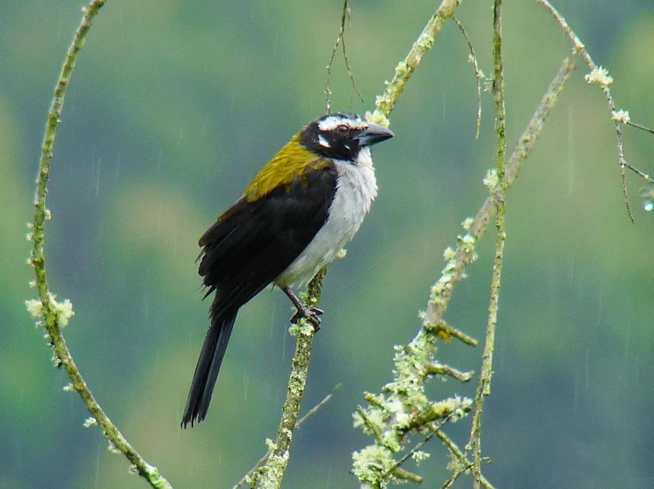 File:Saltator atripennis -Manizales, Caldas, Colombia-8.jpg