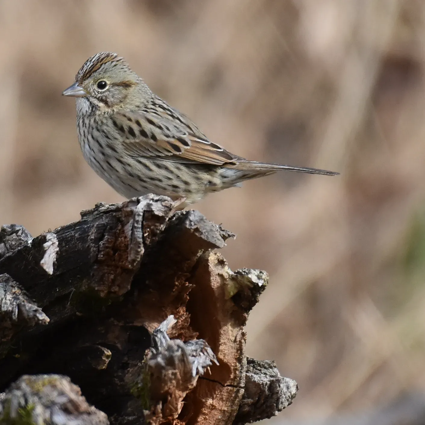 File:Lincoln's Sparrow (Melospiza lincolnii).jpg