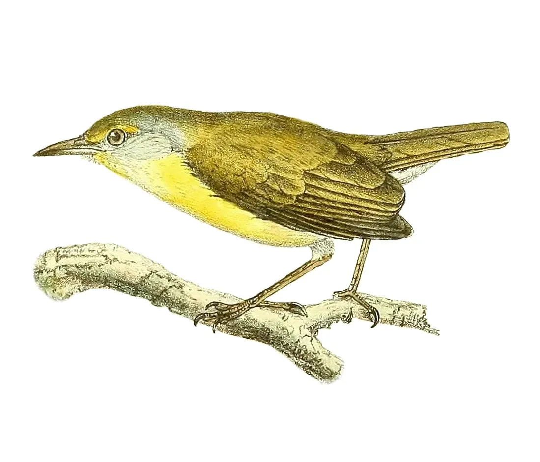 File:Neomixis tenella 1868.jpg