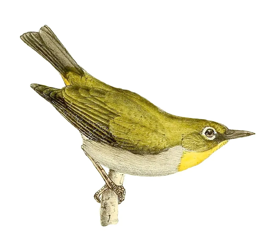 File:Zosterops maderaspatanus 1868.jpg