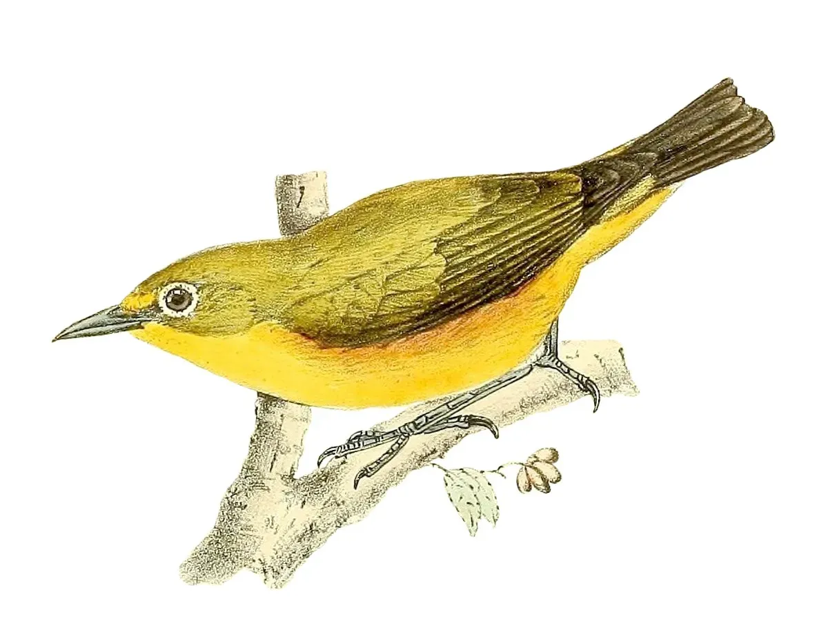 File:Zosterops mayottensis 1868.jpg