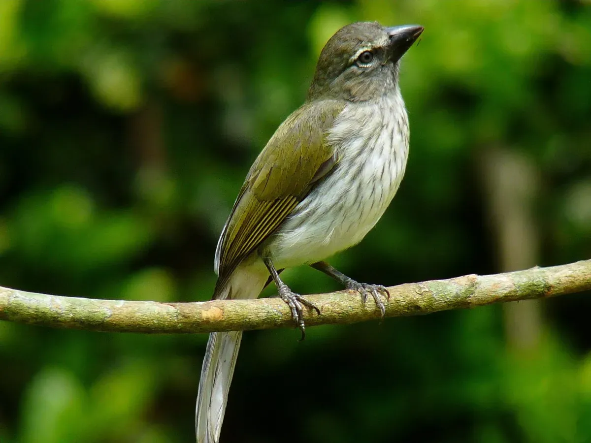 File:Saltator striatipectus -Manizales, Caldas, Colombia-8 (1).jpg