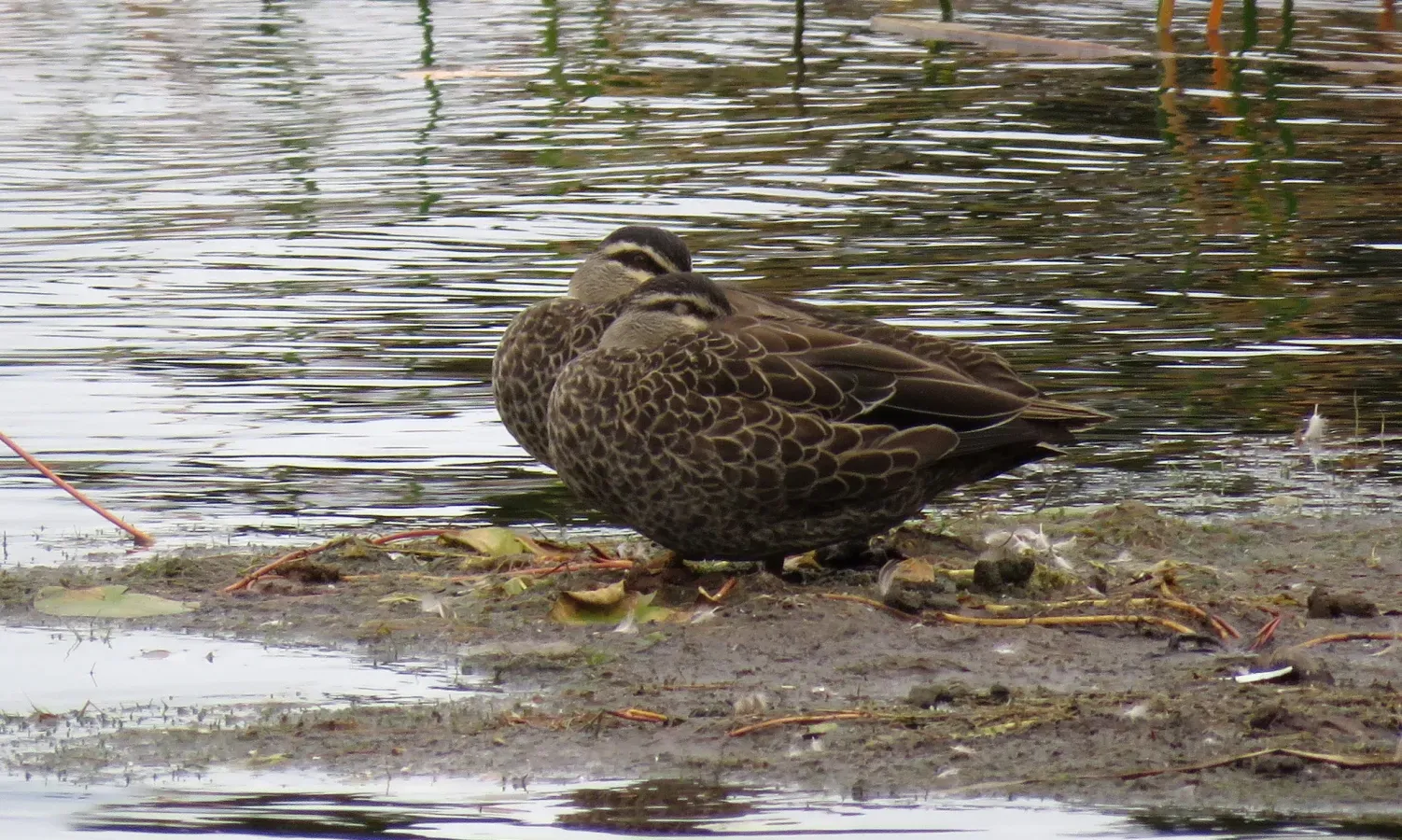 File:Anas superciliosa, Lake Mahinapua, West Coast, New Zealand 1.jpg
