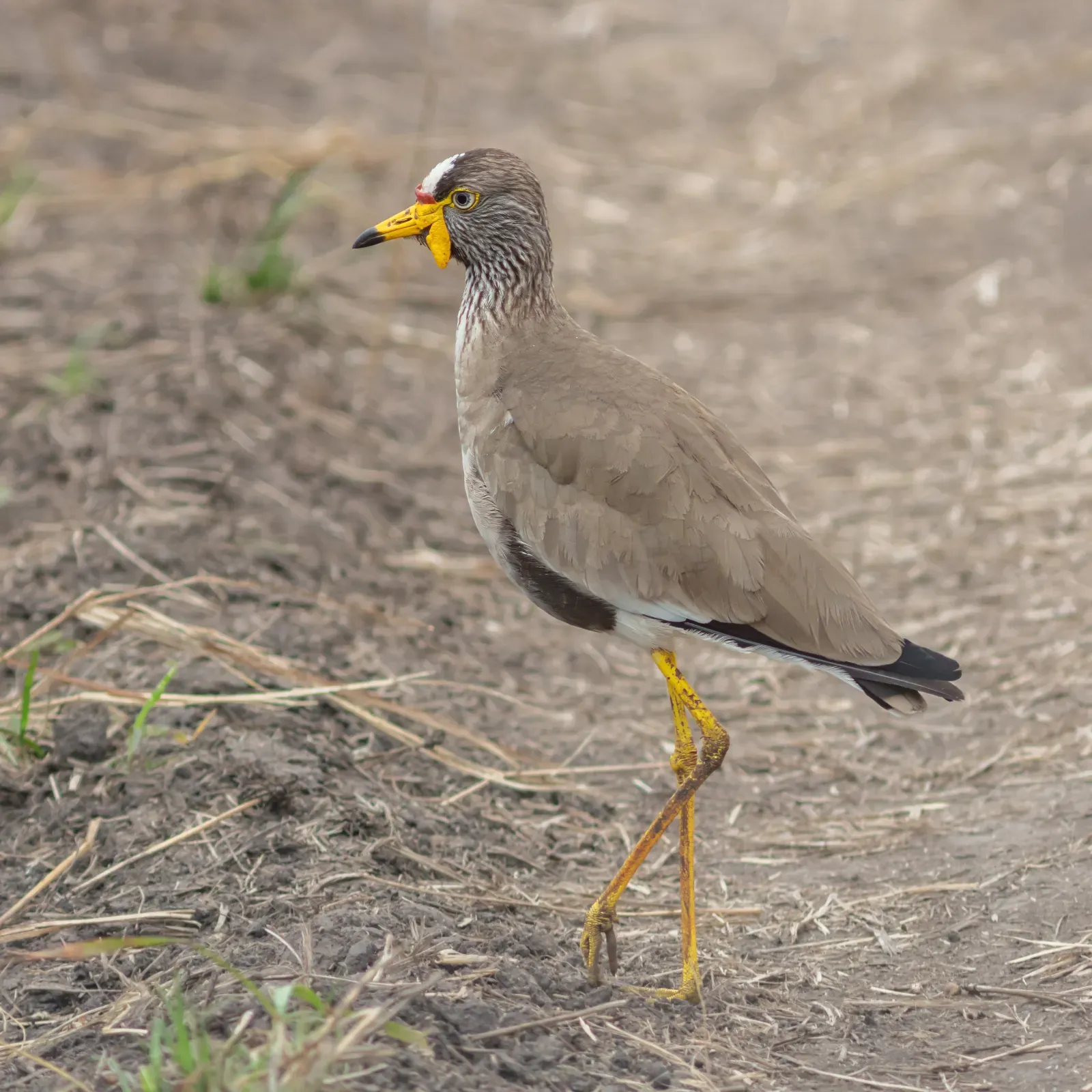 File:Avefría senegalesa (Vanellus senegallus), parque nacional del Lago Mburo, Uganda, 2024-02-01, DD 61.jpg