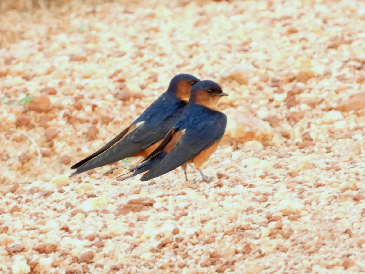 File:Cecropis hyperythra, Polonnaruwa, Sri Lanka 1.jpg