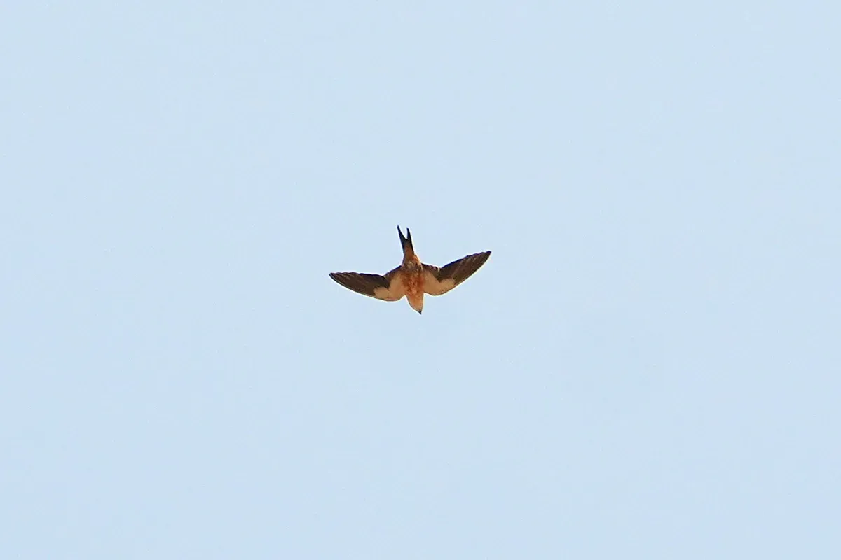 File:Cecropis senegalensis, Kiang Central, The Gambia 1.jpg