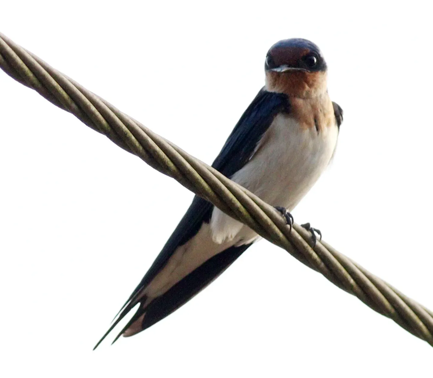 File:Hirundo aethiopica, Ahanta West, Ghana 1.jpg