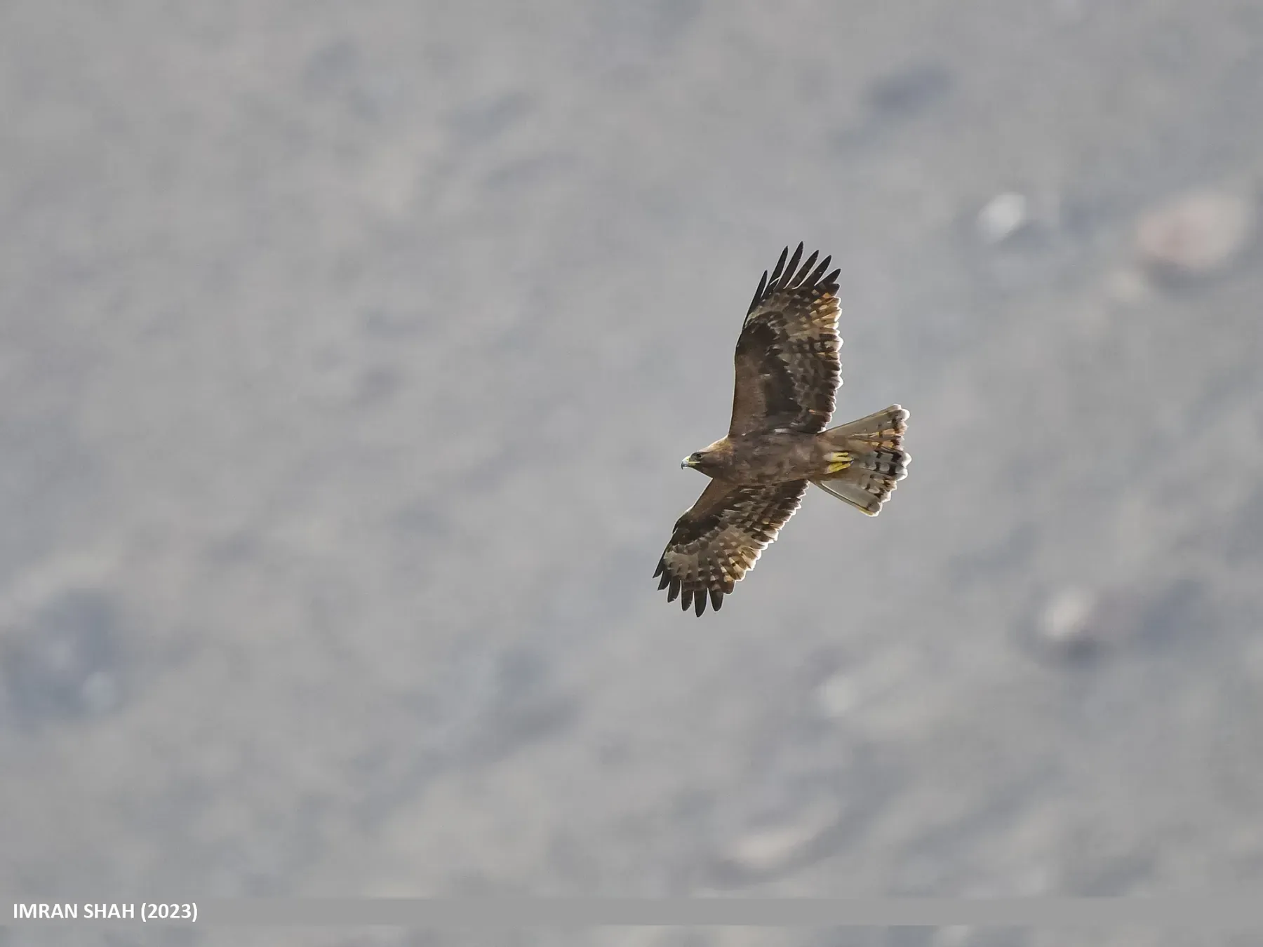 File:Booted Eagle (Hieraaetus pennatus) (53746361284).jpg