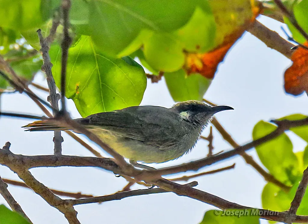 File:Lichmera argentauris 338170128.jpg