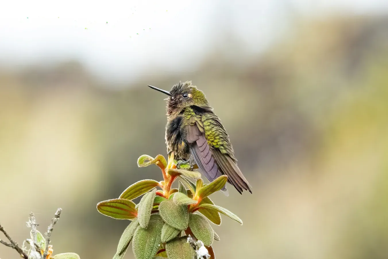 File:Metallura odomae 384572987.jpg