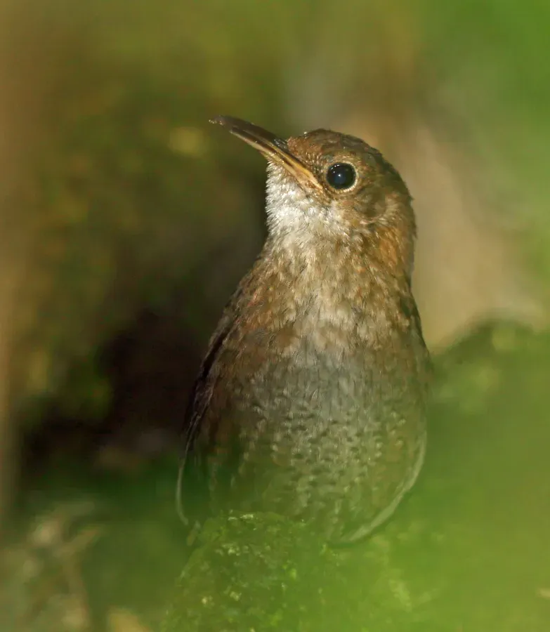 File:Hylorchilus navai, Armando Zebadua, Chiapas 1.jpg