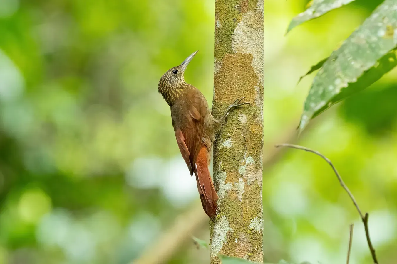 File:Xiphorhynchus ocellatus 251393575.jpg