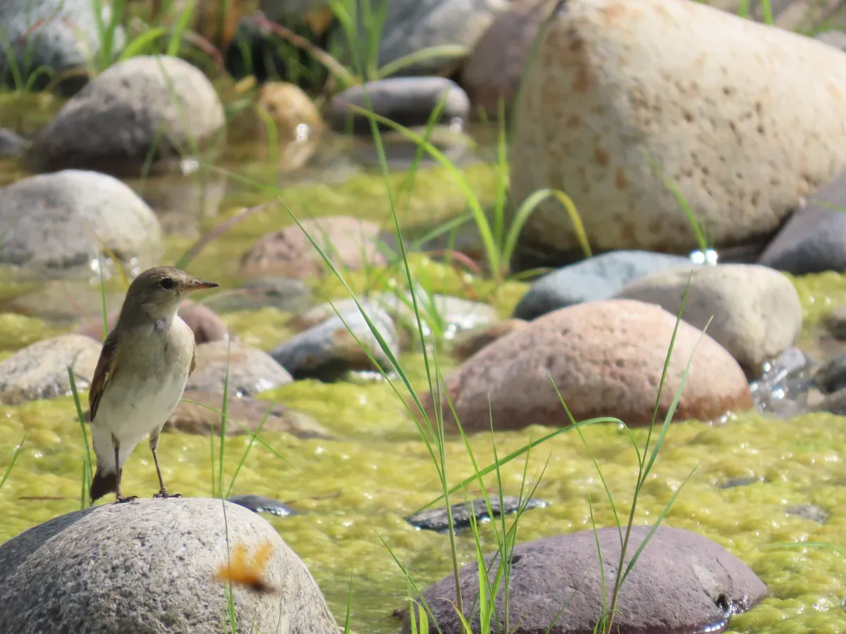 File:Syrtidicola fluviatilis en el Río Chanchamayo - Junín, Perú.jpg