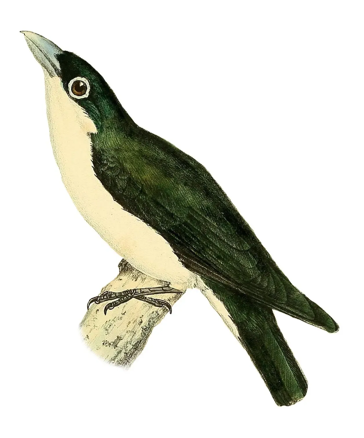 File:Leptopterus chabert 1868.jpg