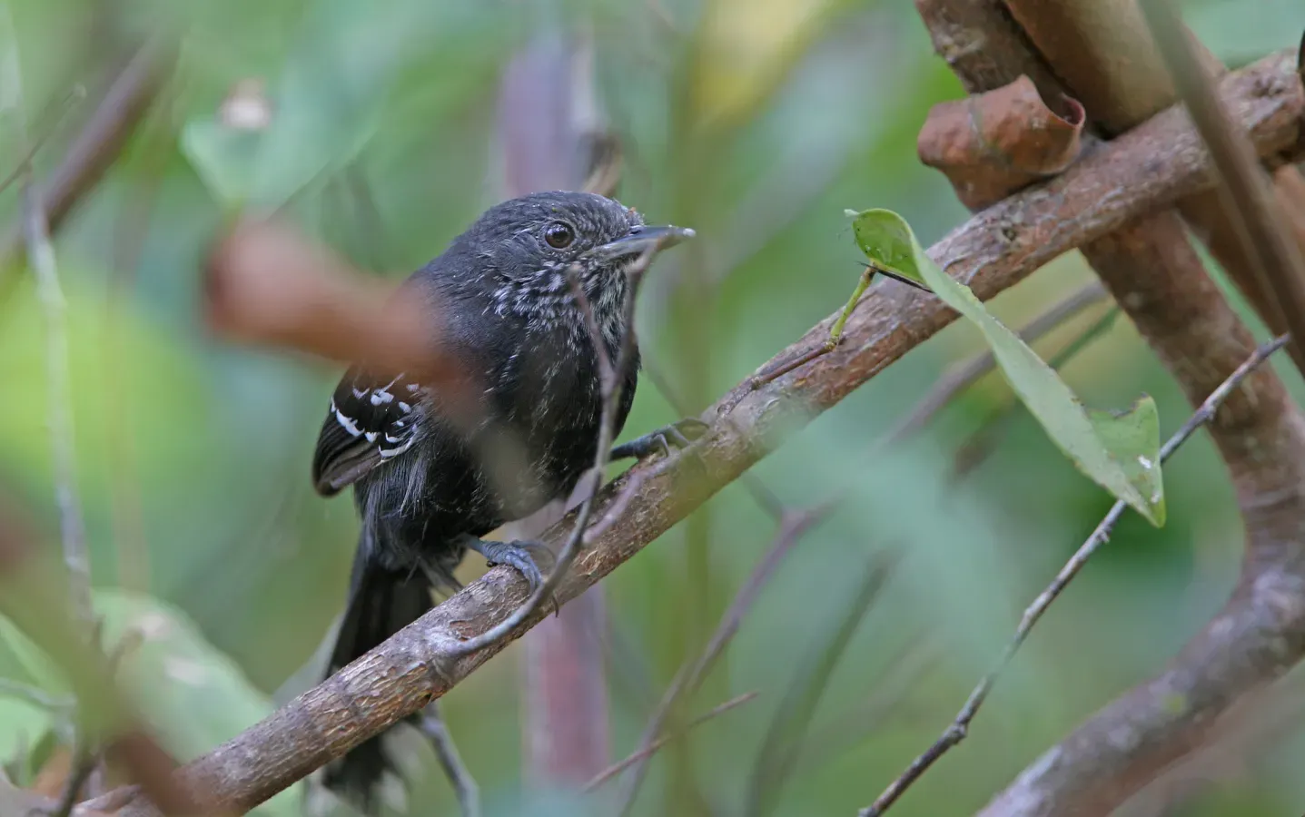 File:Cercomacra nigricans 104825484.jpg