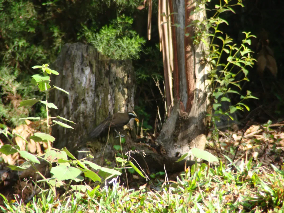 File:Indian Scimitar Babbler (Pomatorhinus horsfieldii).jpg
