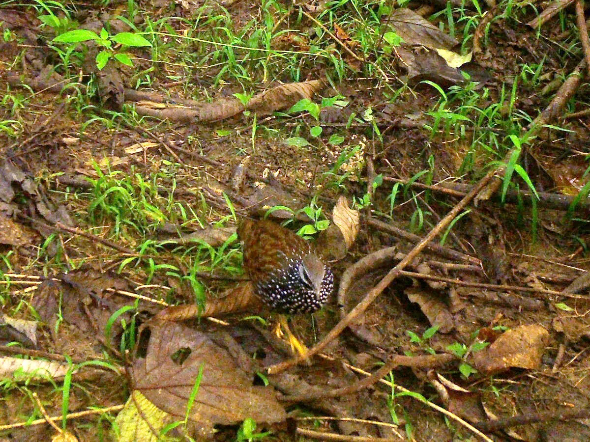 File:Peliperdix lathami, Odigbo, Nigeria 1.jpg