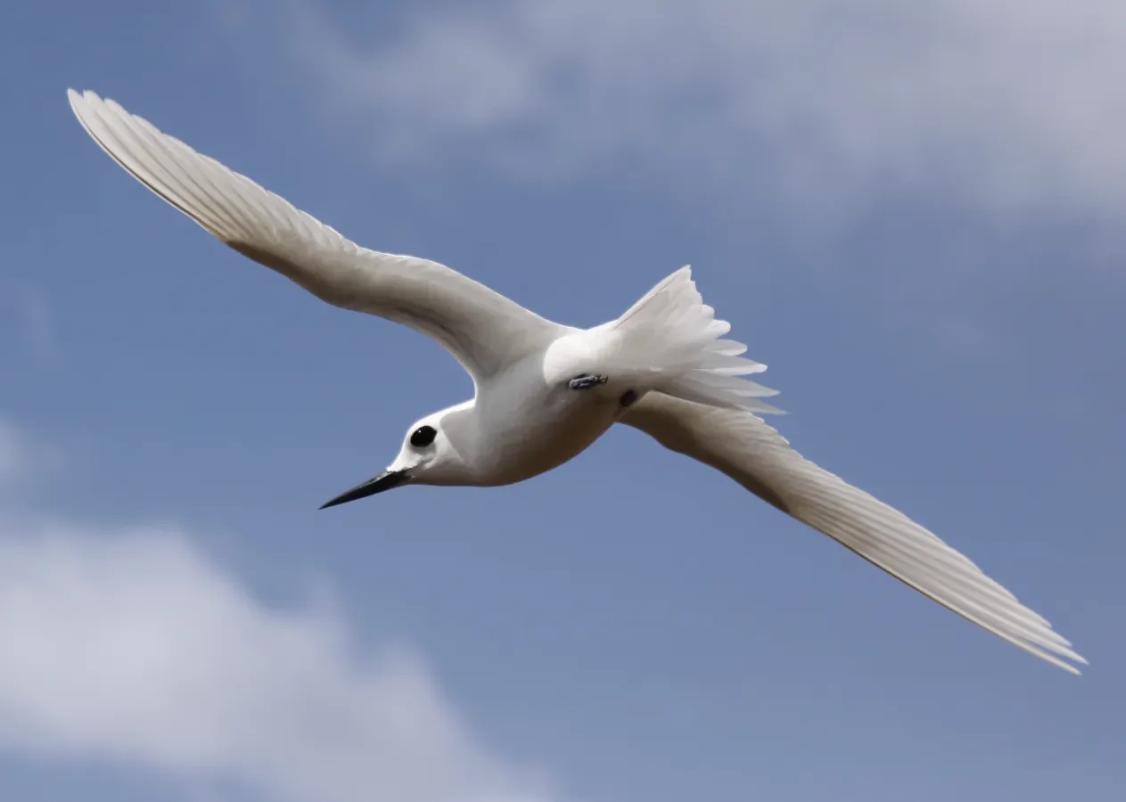 File:Gygis alba (Ascension Island).jpg