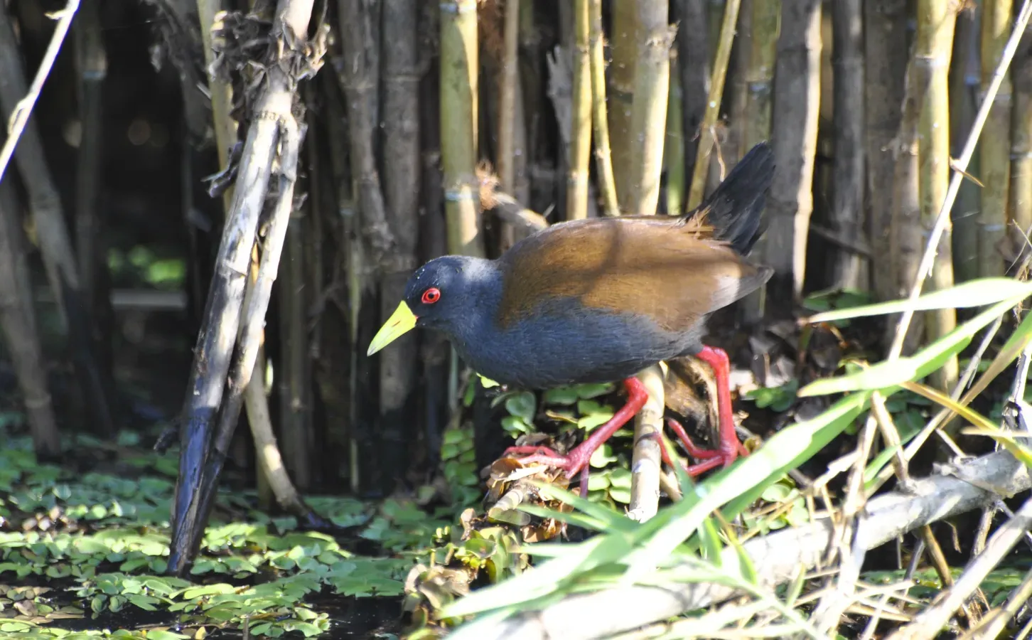 File:Marouette d'Olivier - Zapornia olivieri - Sakalava Rail, Lac Kinkony, Boeny, Madagascar.jpg