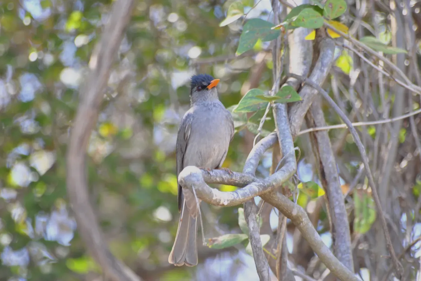 File:Bulbul de Madagascar Hypsipetes madagascariensis - Malagasy Bulbul.jpg