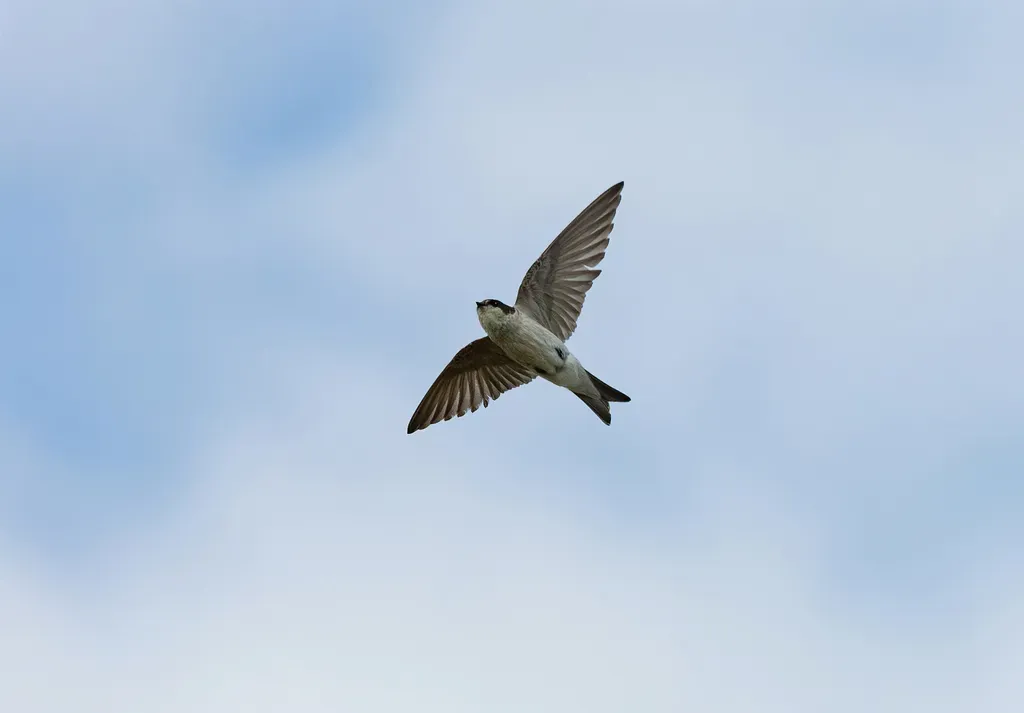 File:Tachycineta stolzmanni from below.jpg