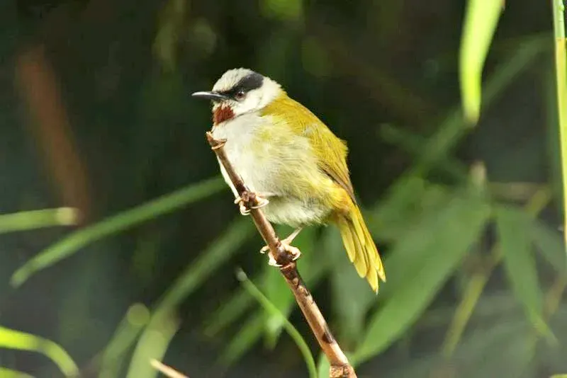 File:Eminia lepida -East Africa-8.jpg