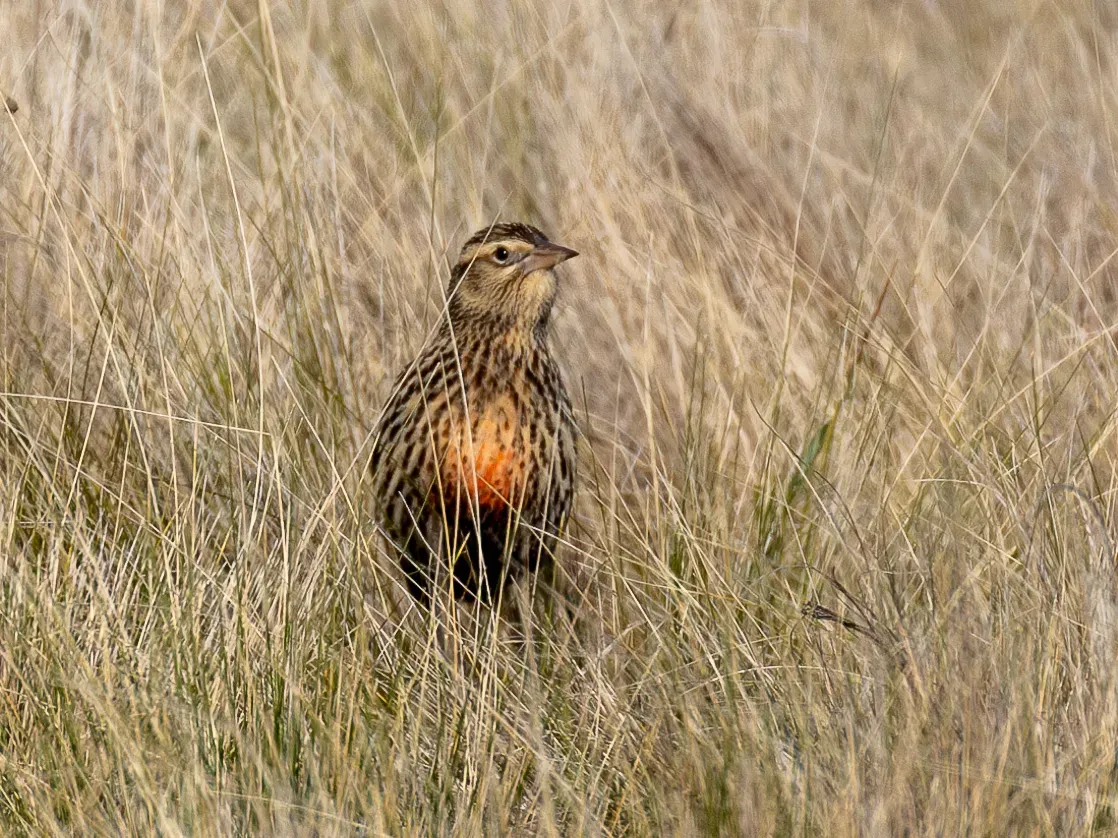 File:Leistes defilippii Pampas Meadowlark (female); Saavedra, Buenos Aires, Argentina.jpg
