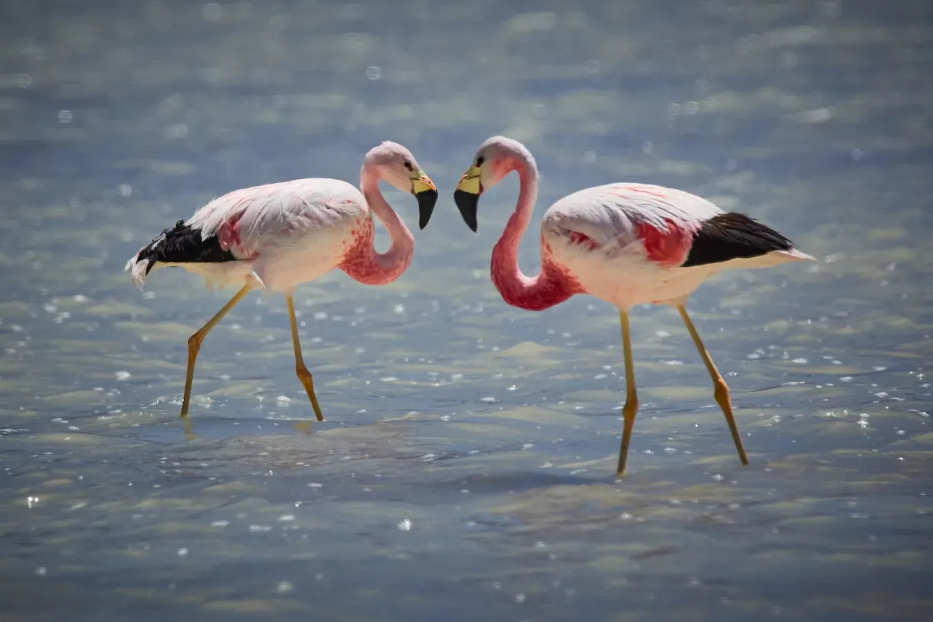 File:Andean flamingo (Phoenicoparrus andinus) in Bolivia 01.jpg