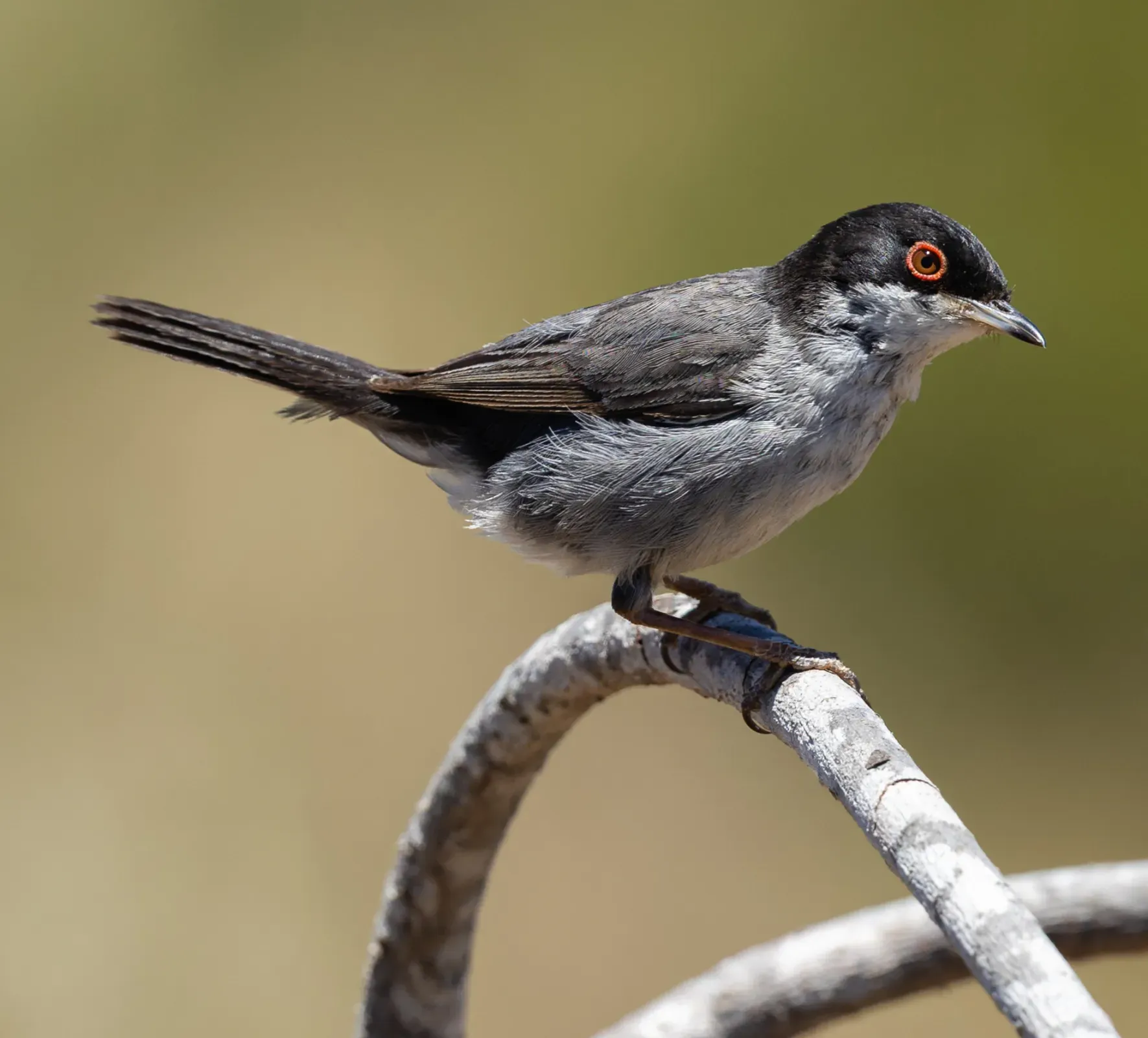 File:Sardinian warbler (Curruca melanocephala), Sagres, Algarve, Portugal.jpg