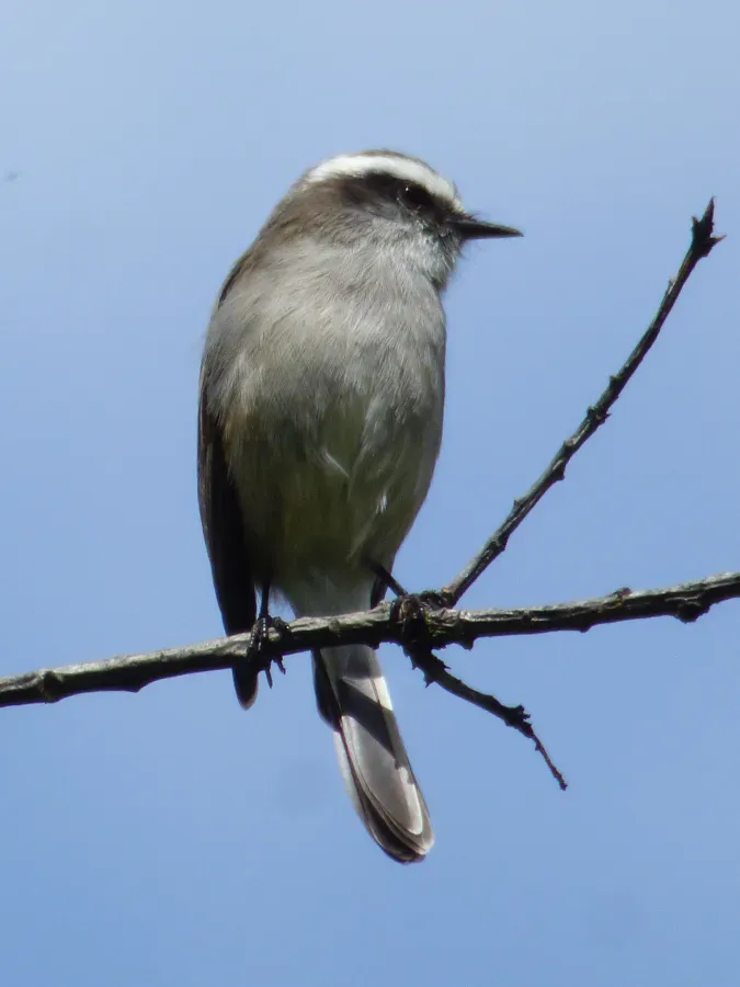 File:Ochthoeca leucophrys (Pitajo Grisgrado).jpg