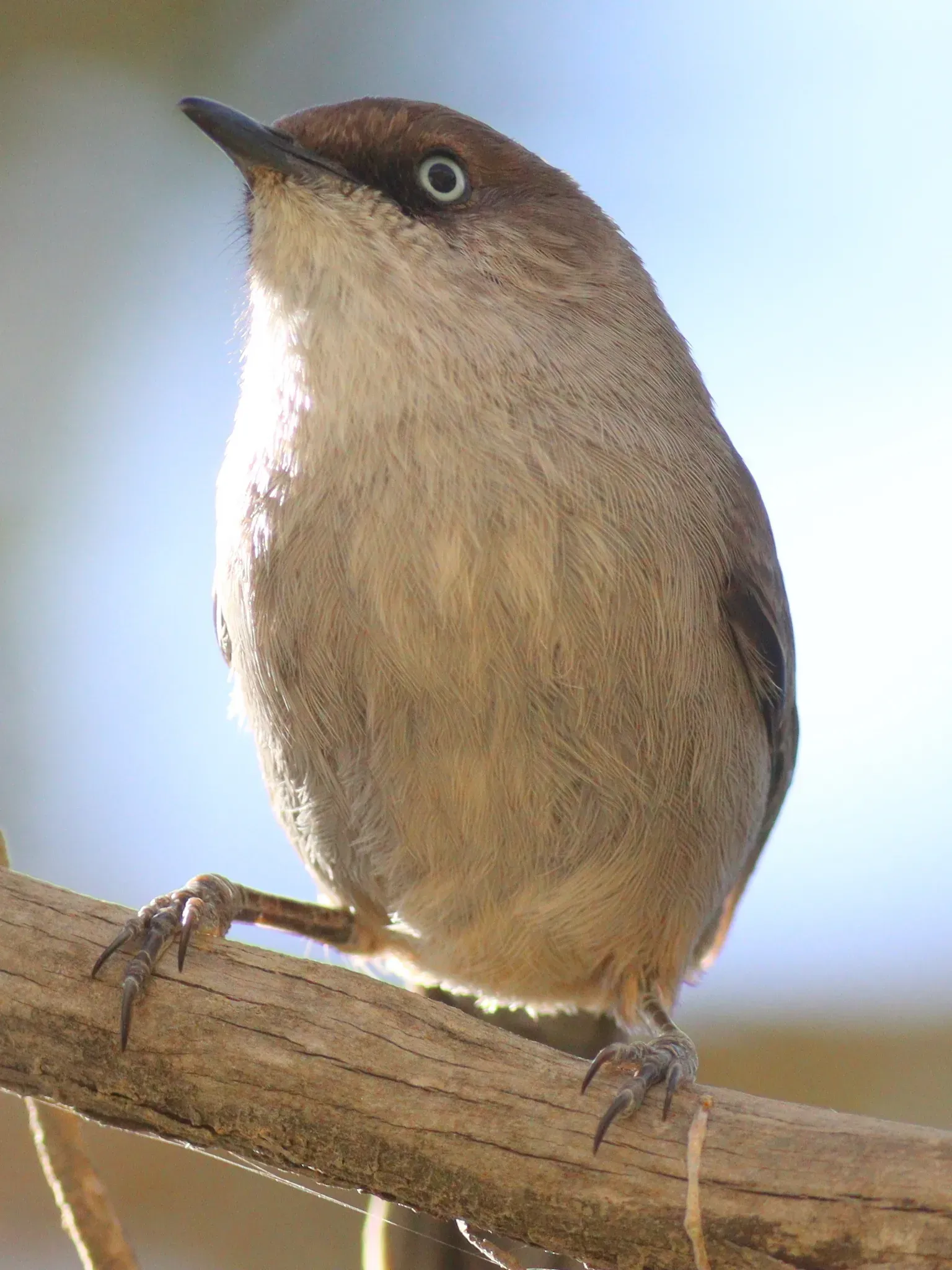 File:Curruca buryi 261009240.jpg
