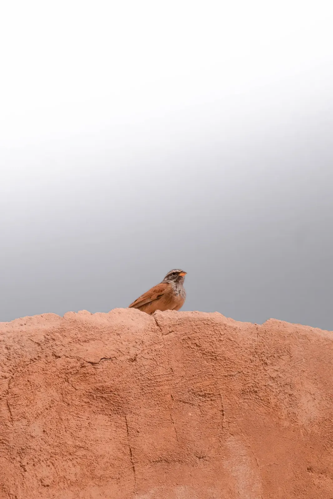 File:Bruant du Sahara (Emberiza sahari) - Tataouine.jpg