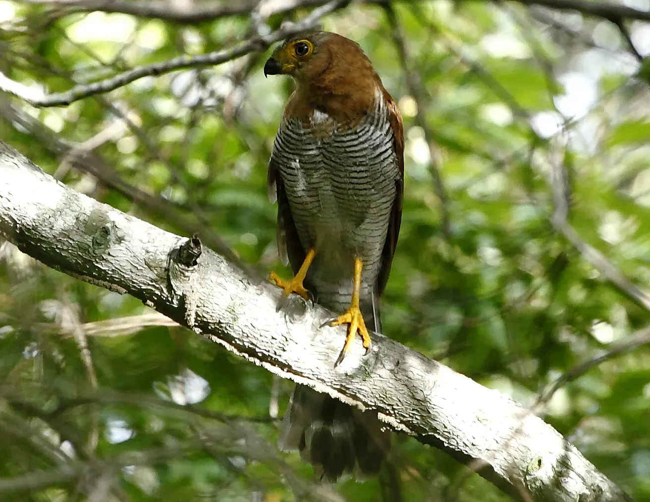 File:Halcón montés chico (Micrastur ruficollis) (cropped).jpg