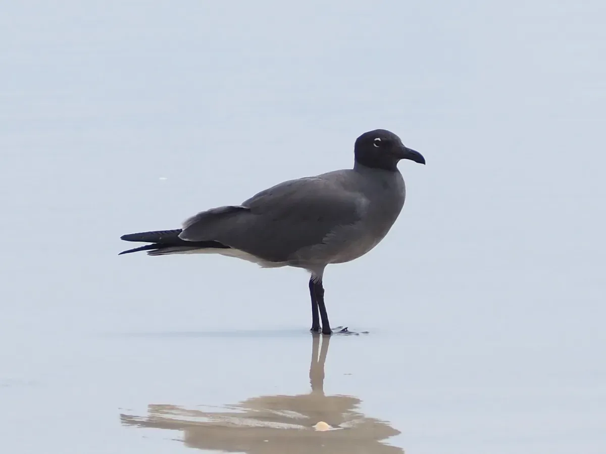 File:Leucophaeus fuliginosus 59279200.jpg