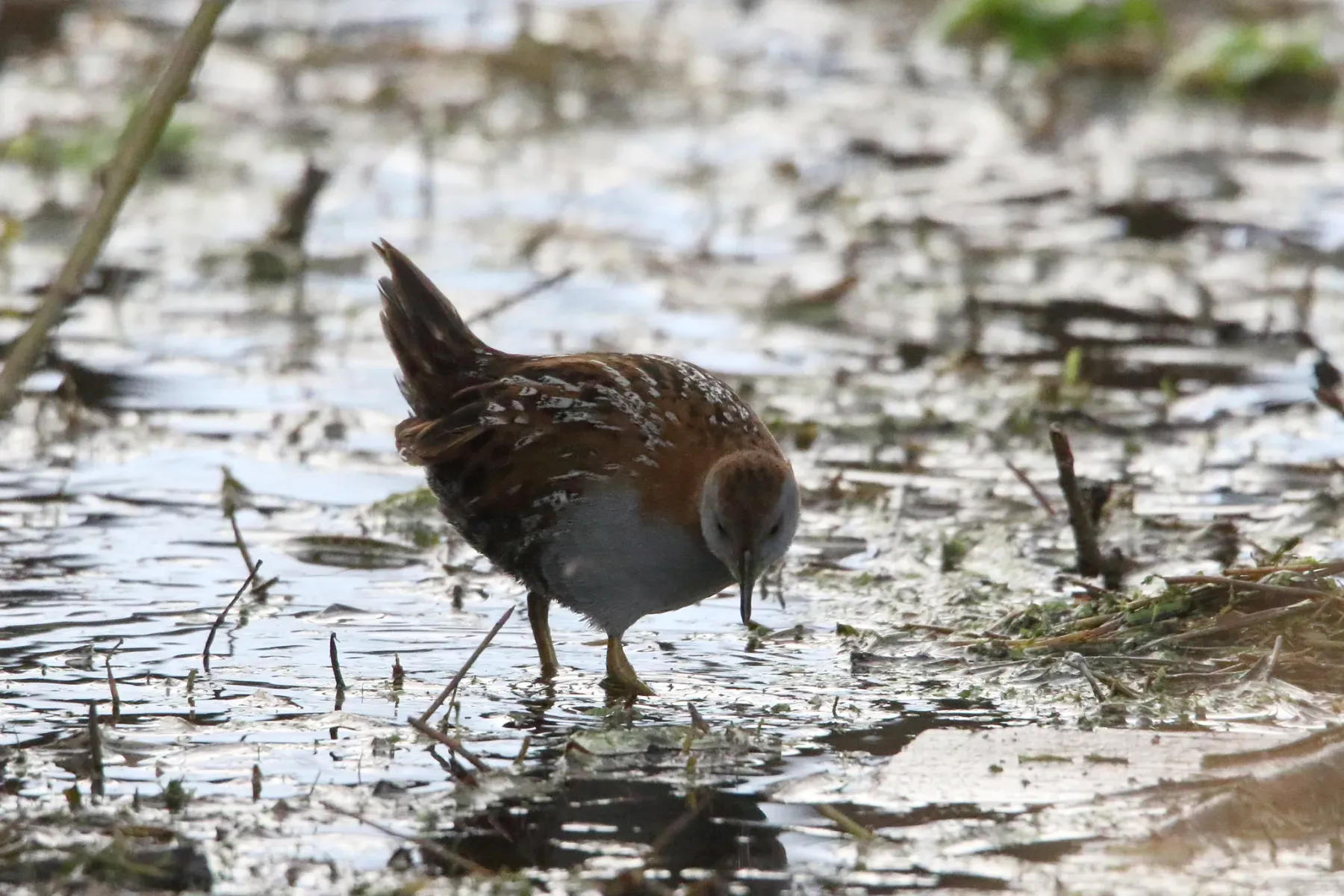 File:Zapornia pusilla affinis 243630954.jpg