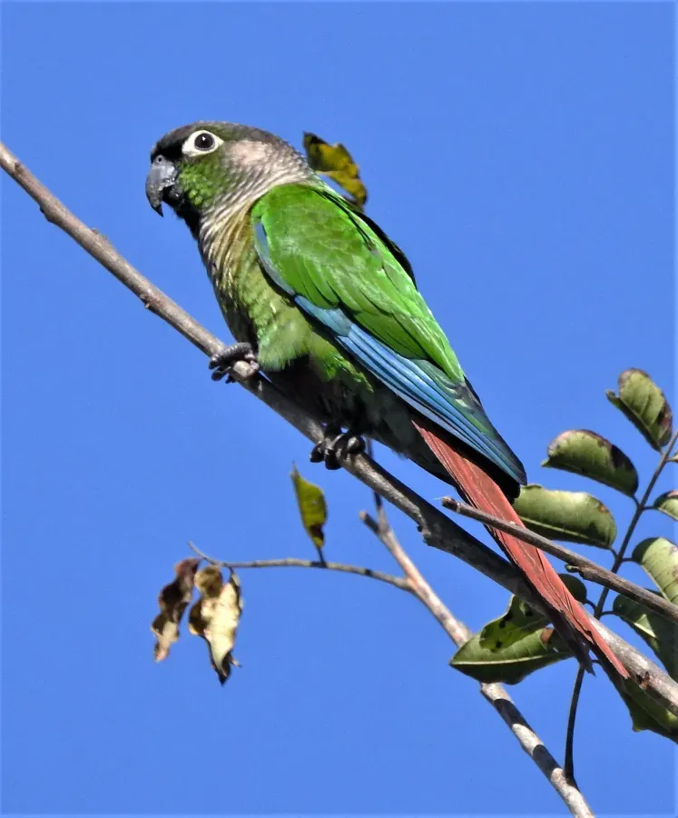 File:Green-cheeked Parakeet (Pyrrhura molinae australis), Santa Bárbara, Jujuy, Argentina 1.jpg