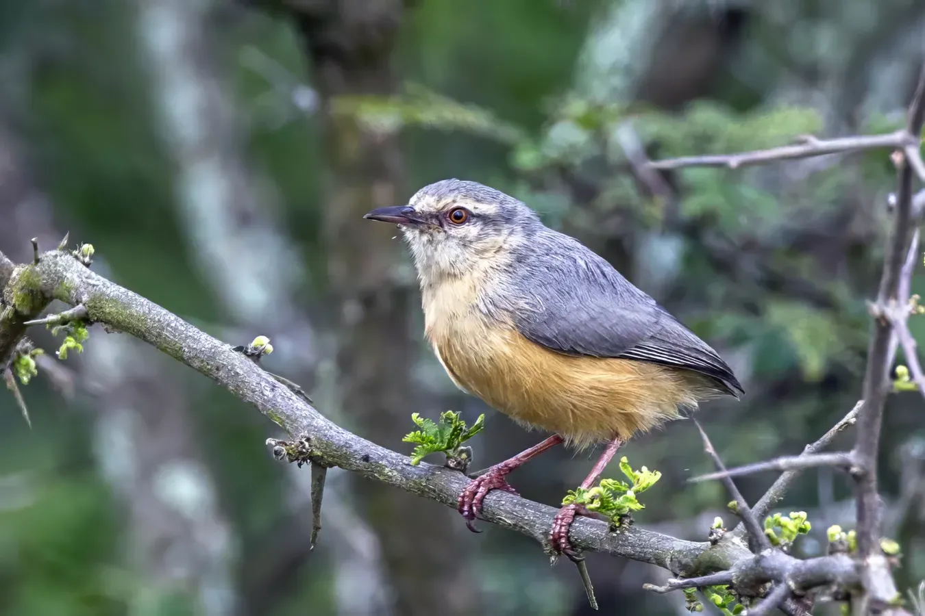 File:Cape crombec (Sylvietta rufescens resurga) Kruger.jpg
