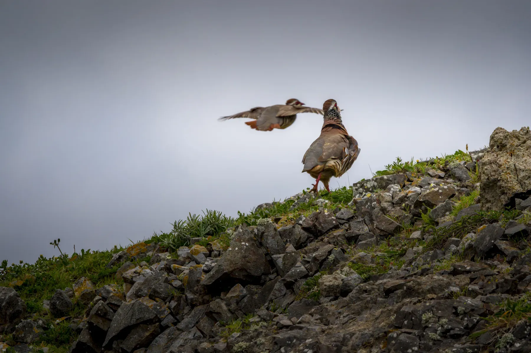 File:Perdiz-vermelha ou perdiz-comum (Alectoris rufa).jpg