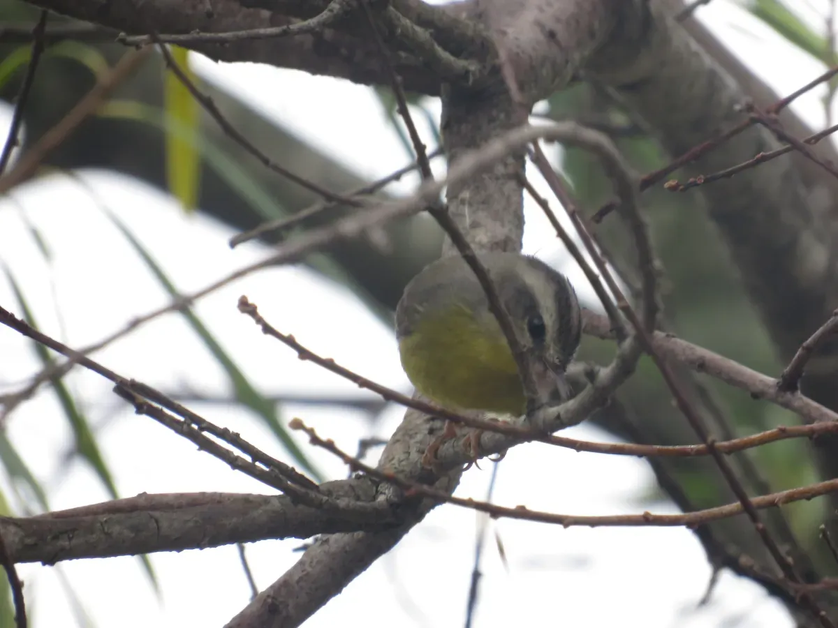 File:Basileuterus culicivorus209883717.jpeg